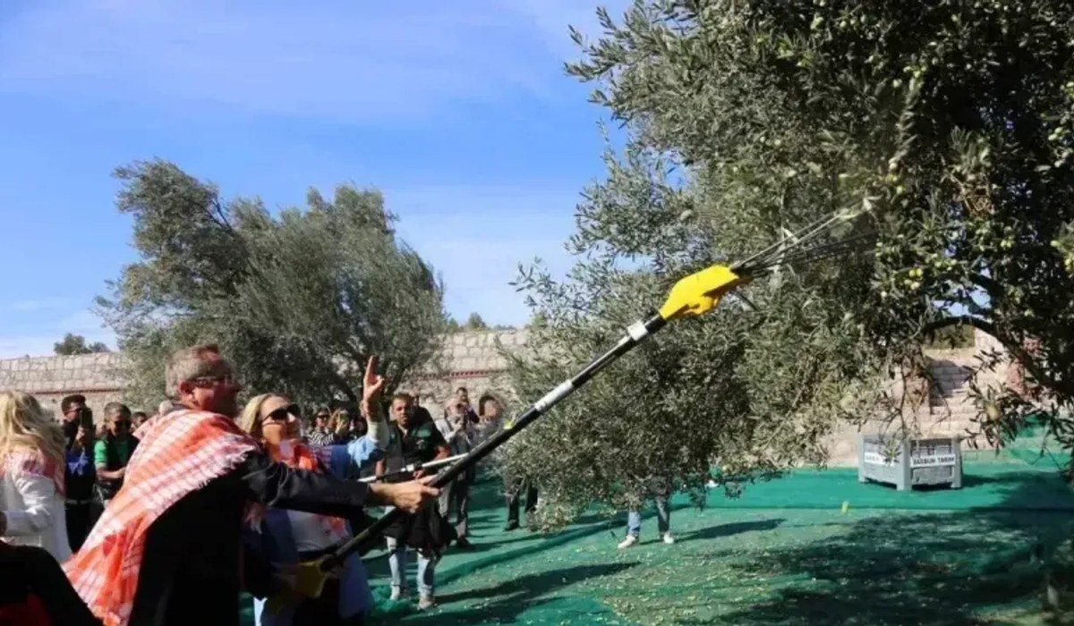 Balıkesir Savaştepe Zeytin Festivali