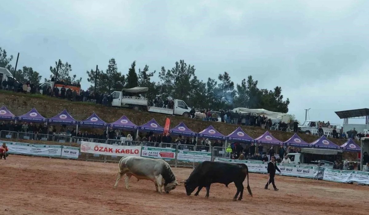 Boğa Güreşi Festivali