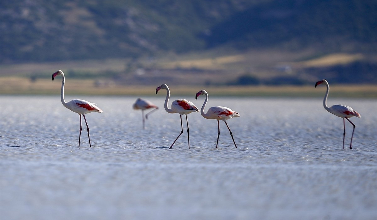 Burdur Gölü Flamingo Festivali