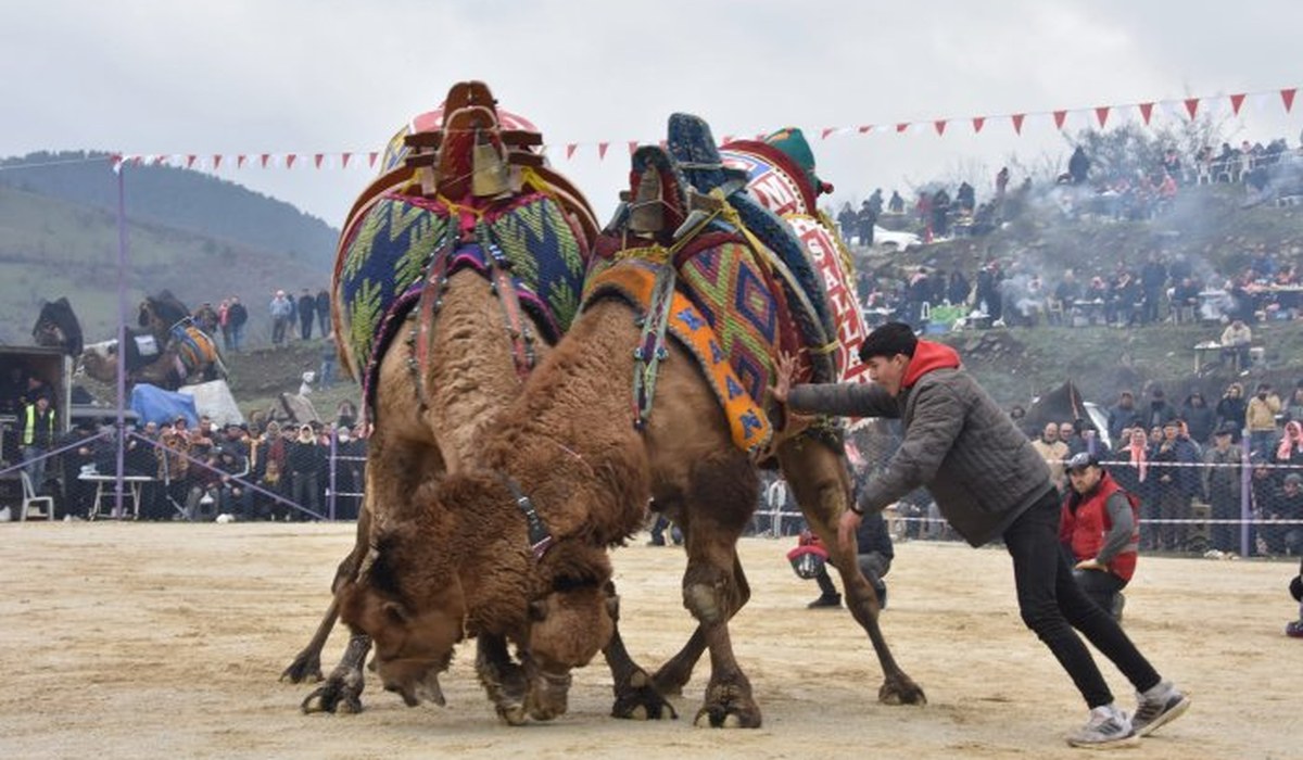 Çan Geleneksel Folklorik Deve Güreşi Festivali
