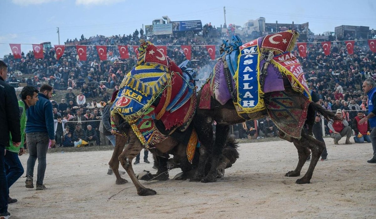 Kınık Poyracık Folklorik Deve Gösterisi Festivali