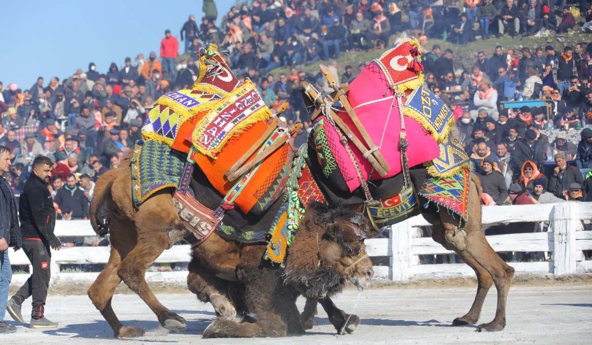 Selçuk Efes Deve Güreşleri Festivali
