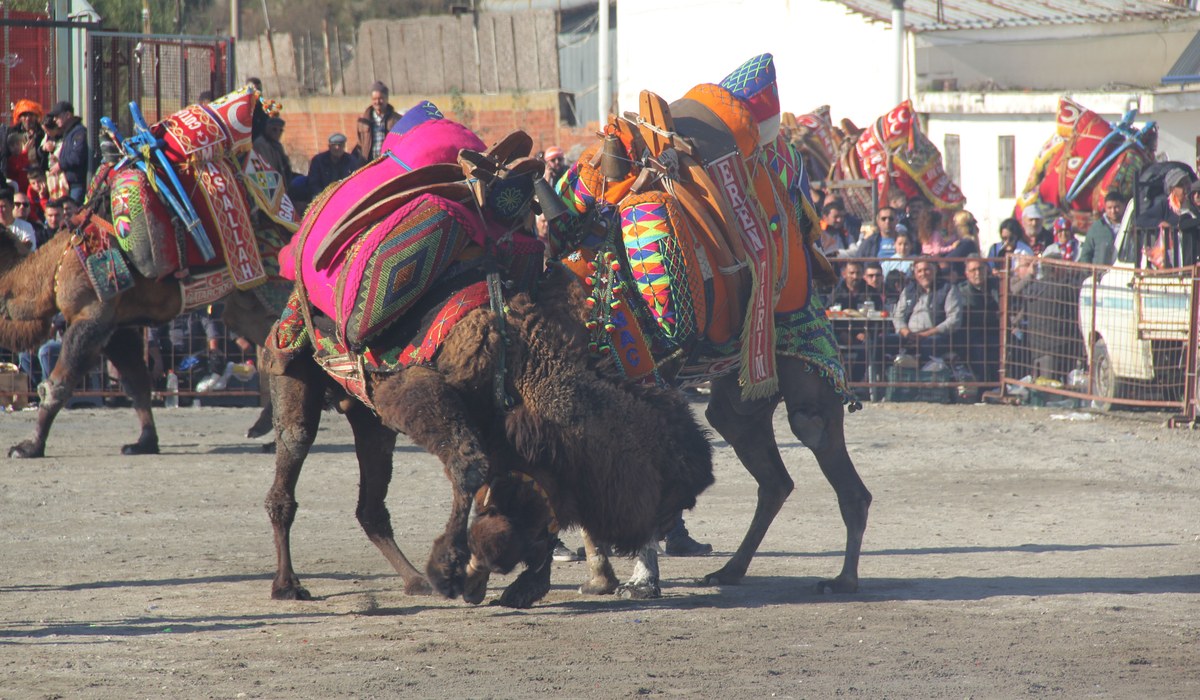 Söke Geleneksel Deve Güreşi Festivali