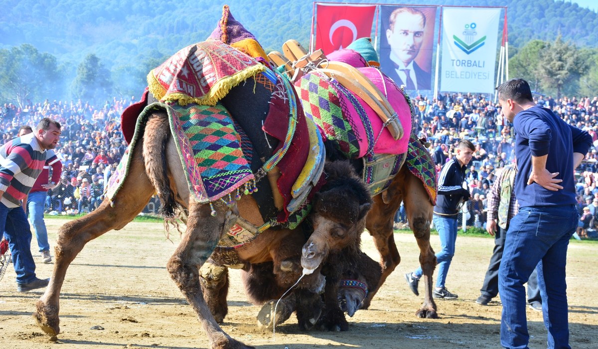 Torbalı Geleneksel Deve Güreşleri Festivali